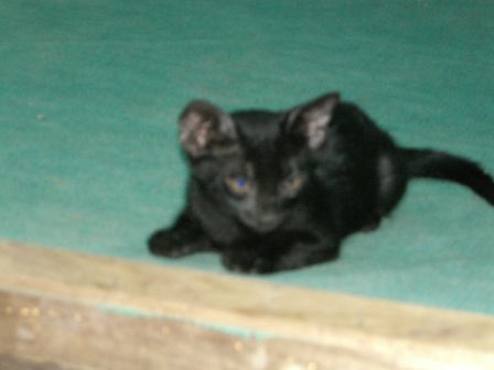 my lil kitten - one of my baby&#039;s kittens