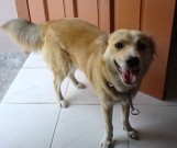 My Pet Dog - This is Cookie