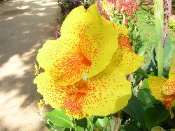 Flower - Photographed at Mysore Floral show