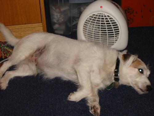 such a hard life - wonder how long before this heater cuts out?
