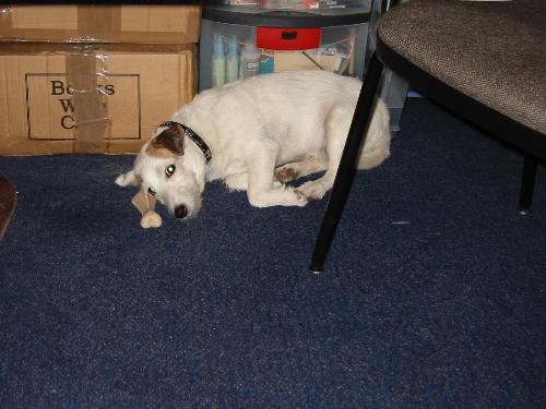 How cute am I - This is MY bone