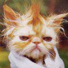 karate cat - funny picture huh?