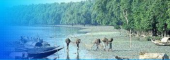 mangrove forest - A scenery of sea beach and mangrove forest