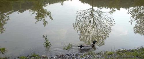 water relfections and ducks  - this was taken at lake mount park its the trees reflecting in the water and ducks swiming