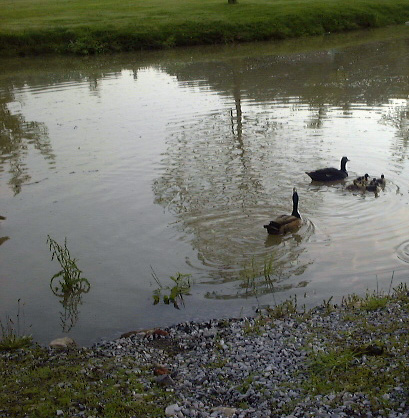 water lake and ducks  - this was taken at lake mount park its a family of ducks and a refection of the trees in the water