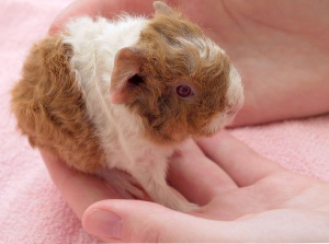 guinea pig - baby guinea pig :)