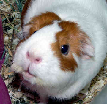 guinea pig - guinea pig waiting for food :)
