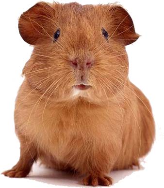 guinea pig - brown guinea pig