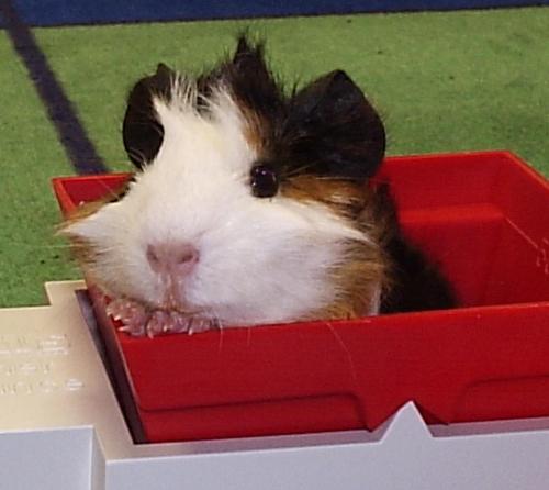 guinea pig - are you my master? :))