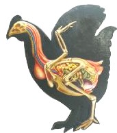 Chicken or Hen - Picture shows anatomy of a chicken, or hen. A female chicken.