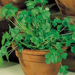 cilantro - cilantro in a pot