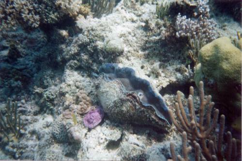 giant clam - this is a 1 metre giant clam, photo was taken on the great barrier reef