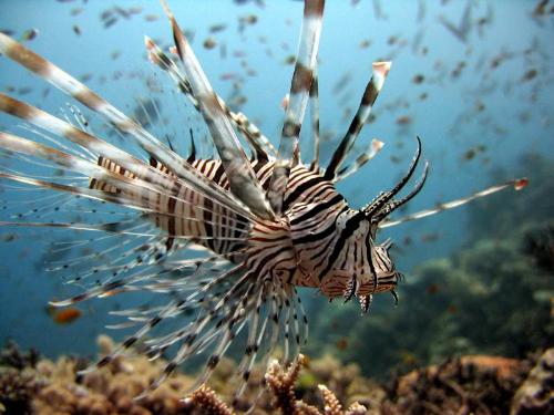 lion fish - this photo was taken on the ribbon reefs, off cooktown, at a dive site called pixie pinnacle
