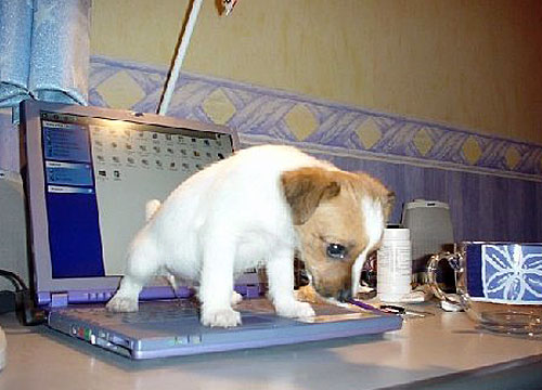 Puppy - A puppy peeing on a laptop computer.