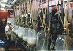 Milk - On the other hand, those cultures that do tolerate milk have often exercised great creativity in using the milk of domesticated ruminants, especially cows, but also sheep, goats, yaks, water buffalo, horses and camels.