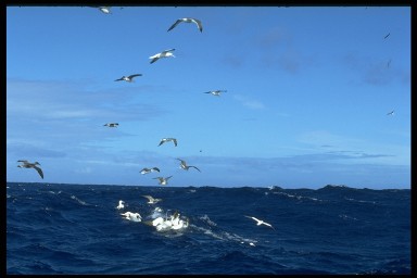 sky and ocean - this is a pic of both sky and ocean meeting