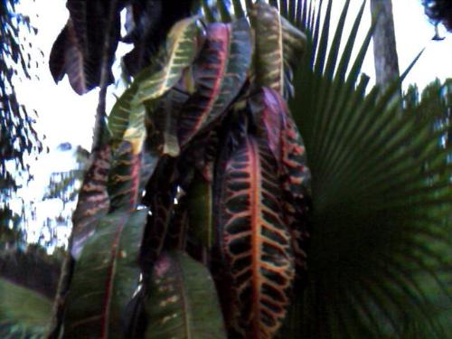 croton leaves - croton leaves. they sleep when the sunlight is gone.