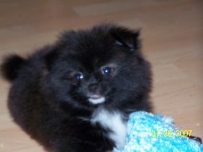 dog - cute dog