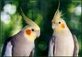 Pair of Cockatiels - Cockatiels are wondeful pets