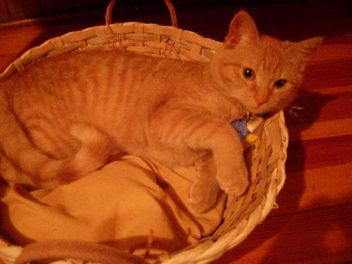 Bailey, the orange tabby - This is my beautiful kitty, Bailey, in her favourite basket.