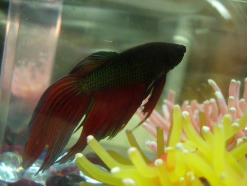 Betta - This was my gorgeous Betta fish Ember.