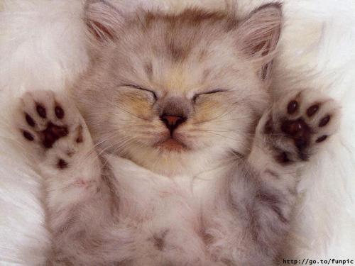 cat - nice cat