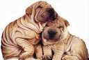 Two cute little puppies taking a nap together - Two cute little puppies taking a nap....how cute!