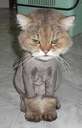 A terrible haircut...wouldn't you say? - Aren't you glad you didn't go to this cats barber? lol