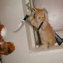 Rambo kitty....armed and dangerous - With this kitty in your house you would for sure sleep with one eye open! lol
