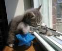 A very scarey kitty - Wouldn't this freak you out? It would me! lol