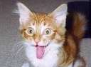 Looks pretty excited to me... - I wish I could get people as excited about things as this kitty is...lol