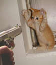 Kitty surrendering..... - I'm sure this kitty put up a good fight. lol