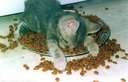 I've seen human kids do this,but not a kitty - Too pooped out to find its bed...lol