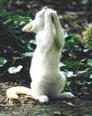 A kitty praying - Now for another question....do animals pray?