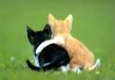 kitty friends - Do kitties hug?....these two do.
