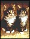 twin kitties - Is there such a thing as twin kitties? Looks like it to me! lol