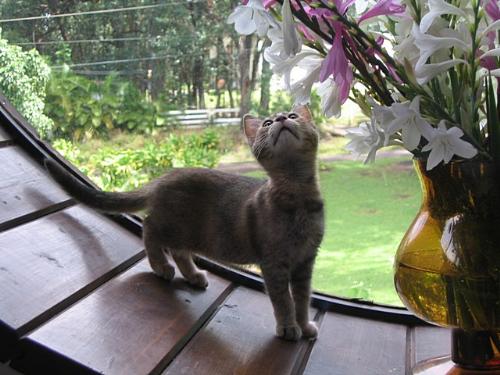 kitty in the window - This a cute on of a kitty in the window enjoying the sweet smell of a flower