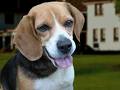 beagle - beagles are often used in lab tests