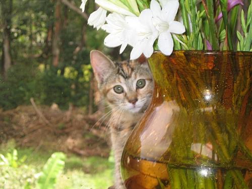 a pretty kitty picture - this is a pretty picture
