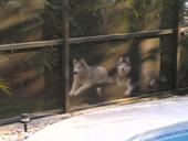 My kids Relaxing - Ici and Zorro chilling out at our home in Florida