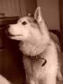 Ici in Maryland - Here is Ici. No one wanted Ici and she was surrendered into my rescue when she was 6 years old. Ici's Grandfather was the last Siberian Husky to win at Westminster. Just remember, Ici is now 14 years old. When Ici was a puppy her former owners paid $2000.00 for her, and it didn't matter. When they got sick of her, they dumped her in a high kill shelter. ADOPT A DOG