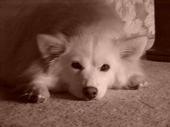 My little Snuggin - This is my American Eskimo Snugg. She is soo sweet. Snugg is also a rescue. See what you can find if only you look. www.petfinder.com