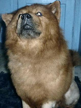 my chow - this is my chow groomed