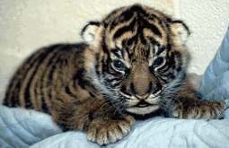 Baby Tiger Cub - A pic of a Baby Tiger Cub ... So Cute