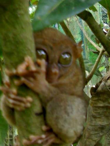 Tarsiers - ..