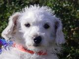 Eleanor - My 'baby' Eleanor. The most spolied dog I know. She's a DIVA, not a princess.