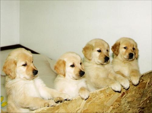 golden puppies. - these are my favourite dogs. i like them.