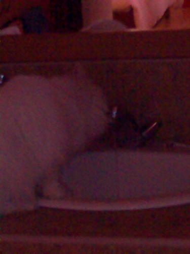 Cat Drinking From The Faucet - Monster drinking from the faucet.
