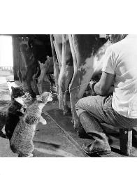 farmcats - farmcats