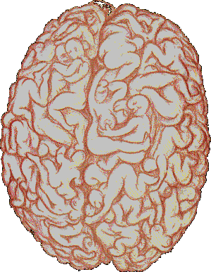 The male brain - Men are disguisting